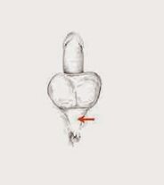 мушакҳои потенсионӣ ва шиддати онҳо барои баланд бардоштани потессионӣ